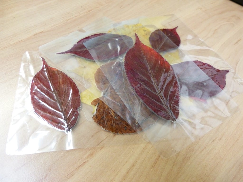 Laminated leaves